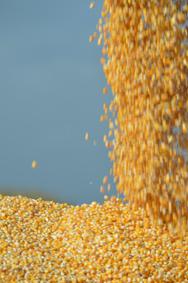FranceAgriMer a reconduit les utilisations intérieures du maïs à 6,98 Mt dont 3,1 Mt pour l’alimentation animale