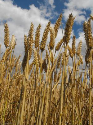 Contrairement à d’autres espèces végétales, le génome du blé est très complexe.