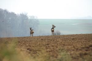 Depuis 2013, le GDS en association avec la Fédération des
chasseurs du Puy-de-Dôme mène une surveillance épidémiologique sur le grand gibier.